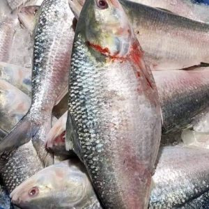 ৮ কেজি ৬০০০ টাকা ৪ পিস