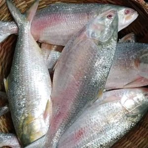 ৬ কেজি ২৫০০ টাকা ১২ পিস