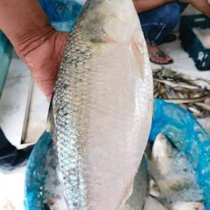 ৬ কেজি ২৮০০ টাকা ৮ পিস
