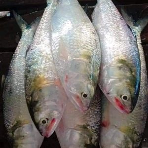 ৭ পিস ৬ কেজি → ৳ ২৩০০